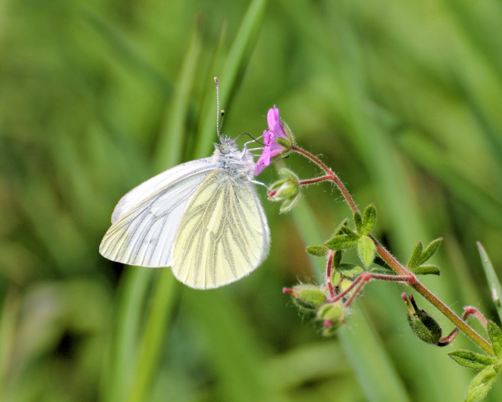 Pieris napi? - S